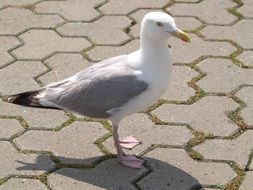 Seagull bird on the path