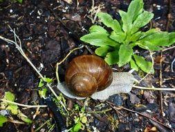 snail on the ground near the green plant