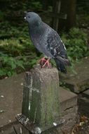 a dove sits on a monument with a cross