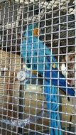 blue bird in a cage