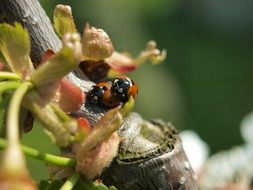 beetle on a tree