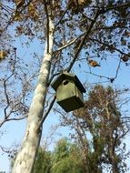 birdhouse is hanging high on a tree