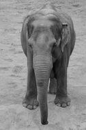 portrait of a young elephant with trunk