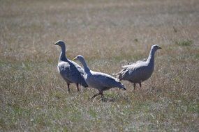 barren geese on the field