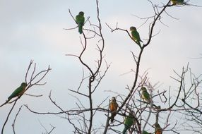 attractive Sertao Parrot