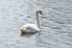 cute Swan in Water swimming portrait