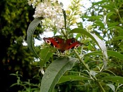 red peacock butterfly