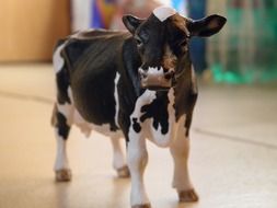 Cute young cow