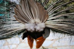 feathers in the tail of the peacock