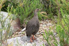 bird in kirstenbosch botanical garden