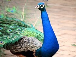 peacock is an exotic bird