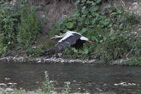 flying low stork