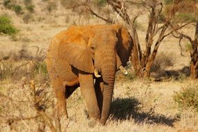 african elephant in the national park