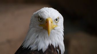 adler head on blurry background