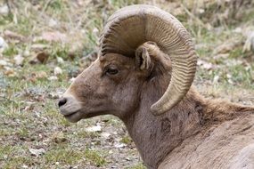 wonderful Big Horn