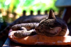 Adidas domestic cat