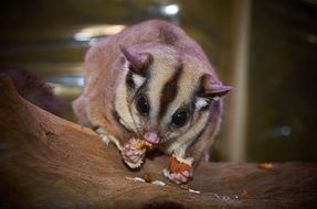 Australian Wildlife Glider