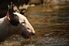 head of an unusual dog in profile