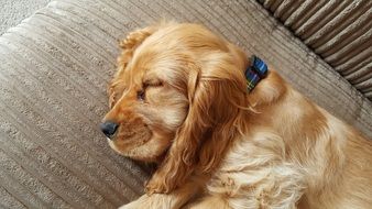 Puppy Spaniel Sleeps on sofa