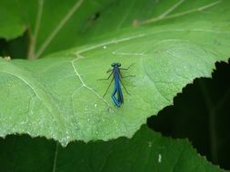 blue dragonfly on a large green leaf