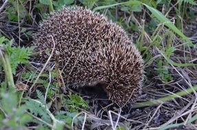 Closeup photo of hedgehog