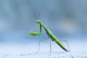 delightful Wild Praying Mantis