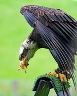 bald eagle on green background
