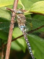 Close photo of dragonfly