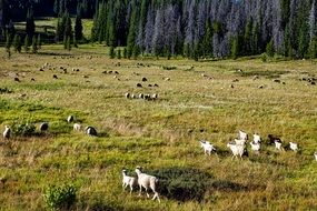 herd of Sheep on meadow, top view