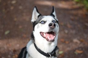 waiting siberian husky