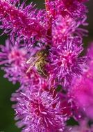 Prachtspiere Astilbe Bee on a purple flowers