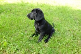 black labrador puppy sitting on green grass