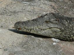 tropical reptile head