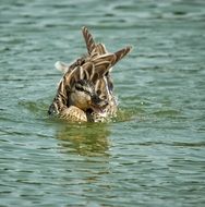 mallard Duck with crossed wings on water