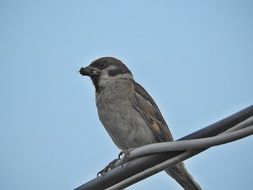 sparrow plumage