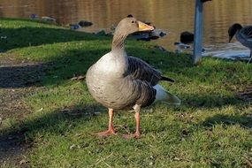 Goose Bird on green grass in light and shade