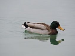 duck swimming in calm water