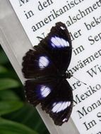 black and white butterfly sits on an open book