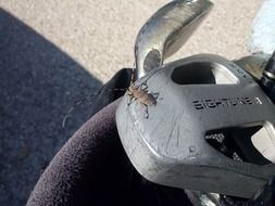 Insect on a golf clubs