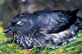 auklet or Aethiinae