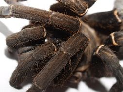 paws of a large spider close up