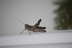 grasshopper on white surface