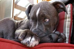 lying pitbull puppy