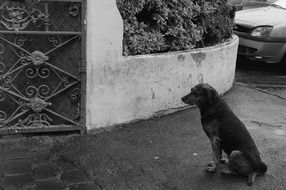portrait of a sitting homeless dog