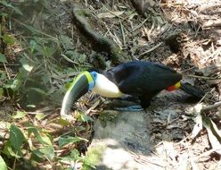 Toucan, Colorful Bird with big Beak on ground