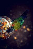 parrot eating food from feeders