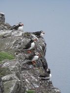 flock of puffins on the cliff