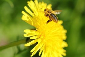 bee on dandelion flower in summer close-up on blurred background