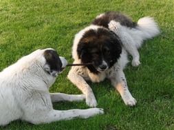 two caucasian shepherd dogs in the garden