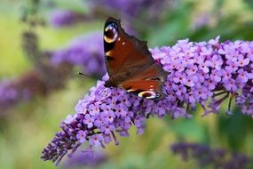 Butterfly on a purple blossom